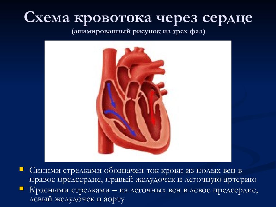 Движение крови в сердце схема