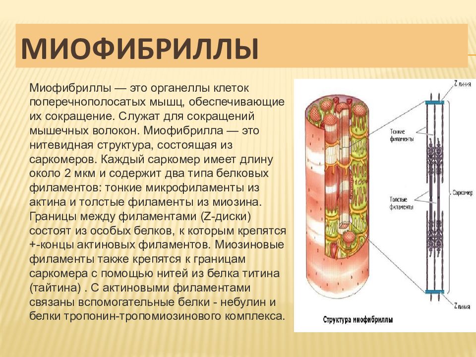 Миофибриллы это мышцы. Миофибриллы — волокна клеток поперечнополосатых мышц. Строение миофибриллы. Структура миофибриллы. Органеллы миофибриллы.