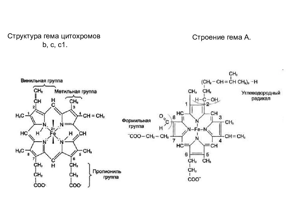 B строение. Структура простетической части цитохрома с. Цитохром с1 гем формула. Цитохромоксидаза строение гема. Структура гема цитохрома.