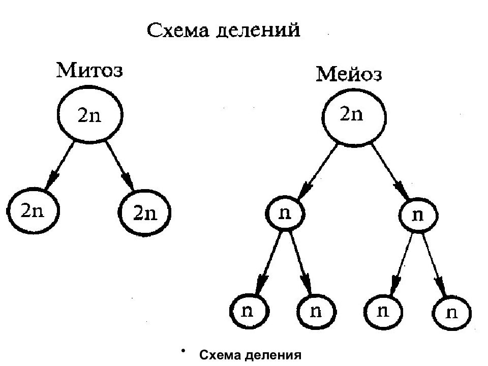 Схема деления е1