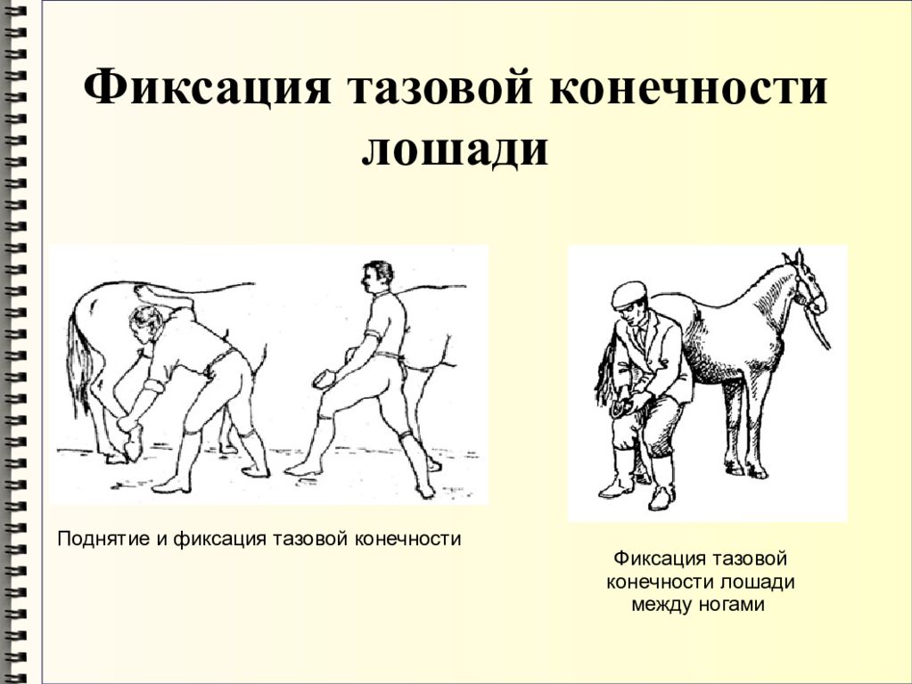 фиксация общество. фиксация тазовой конечности лошади. фиксация тазовой конечности лошади. фиксация грудной конечности лошади. фиксация задних конечностей коровы.