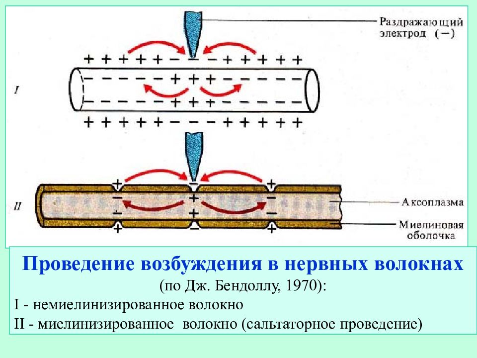 Проведение возбуждения. Проведение возбуждения в немиелинизированных волокнах. Проведение возбуждения в немиелинизированных нервных волокнах. Нервный Импульс миелинизированные волокна. Распространение возбуждения по миелинизированному нервному волокну.