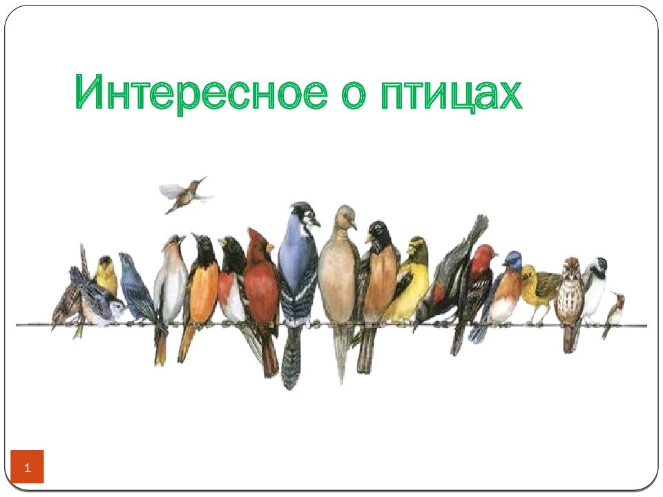 Интересное о птицах