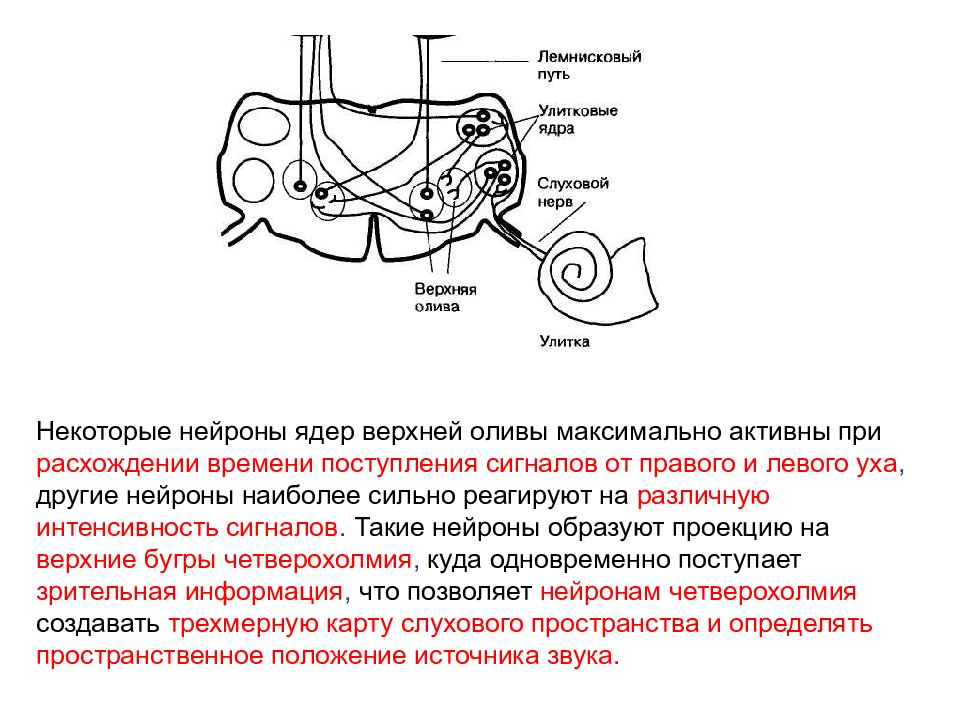 Строение слуховой сенсорной системы. Преддверно-улитковый нерв схема пути. Сенсорная система акустических сигналов.. Слуховой нерв анатомия. Схема строения слуховой сенсорной системы.