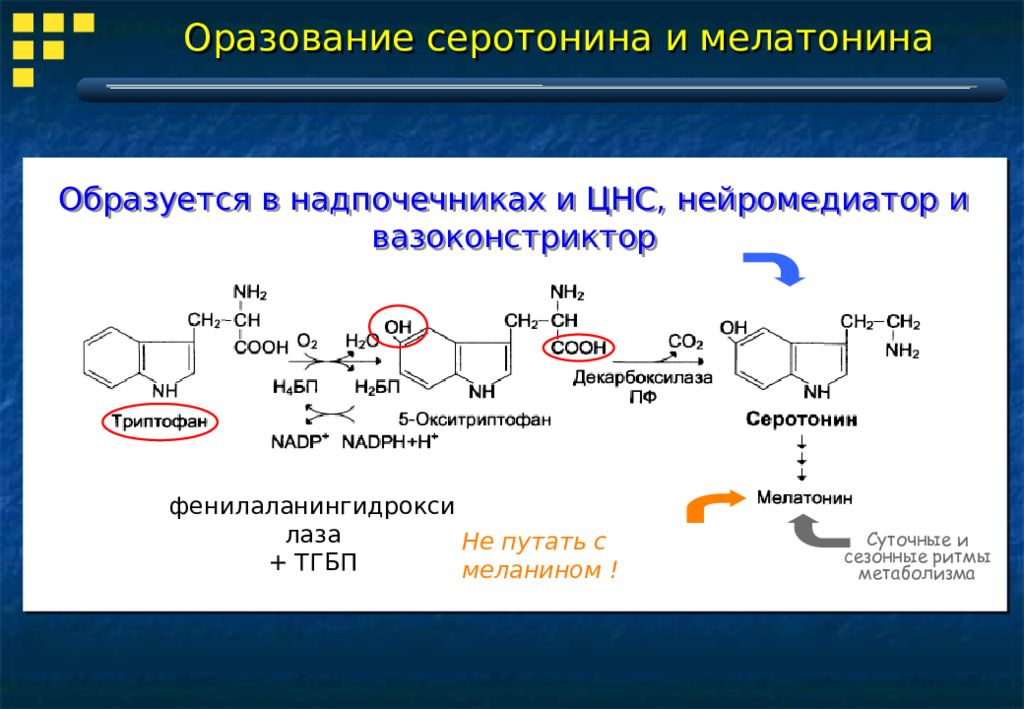 Синтезирует меланин. Серотонин Синтез биогенных Аминов. Триптофан биогенные Амины. Синтез серотонина из триптофана реакции. Декарбоксилирование биогенные Амины.