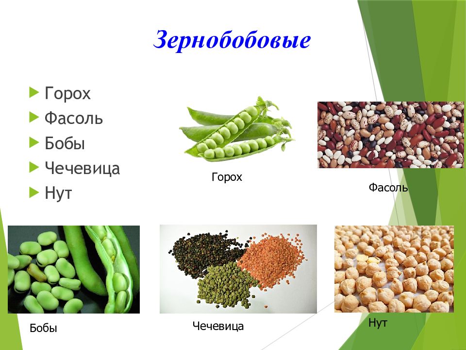 Соя фасоль. Семейство бобовые представители. Масличные растения. Соя фасоль. Бобовые бобы, горох,.