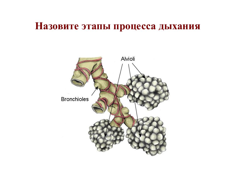 Назовите стадию. Назвать фазы процесса дыхания. Назовите все этапы процесса дыхания.