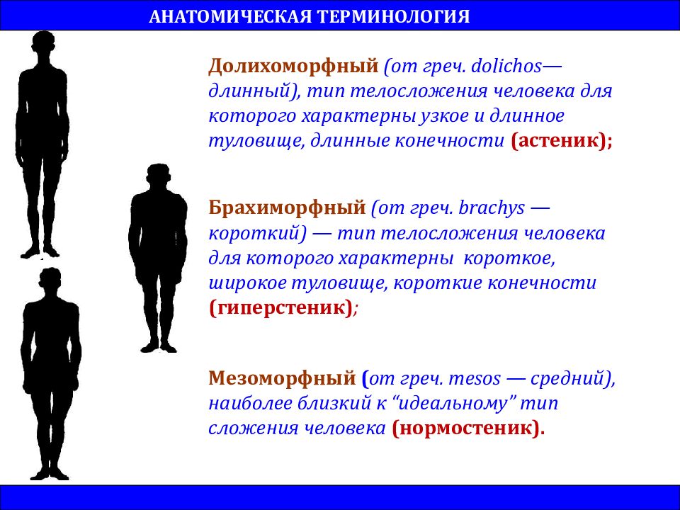 Особенности физического развития и телосложения у представителей различных видов спорта презентация