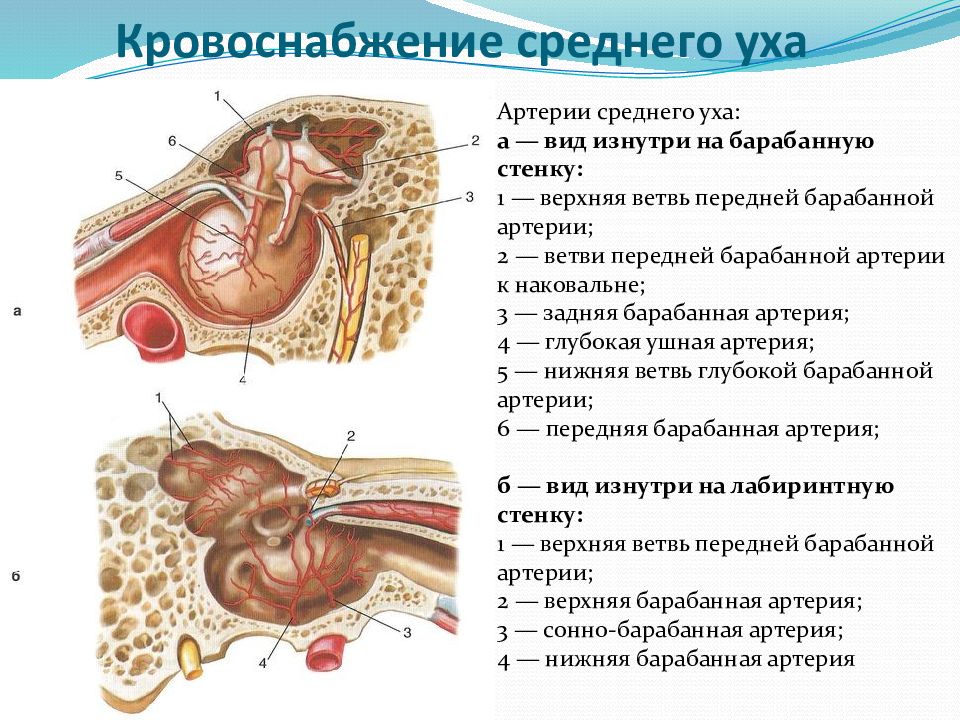 Приток крови к органам. Кровоснабжение наружного слухового прохода. Кровоснабжение наружного уха анатомия. Анатомия сосудов наружного, среднего и внутреннего уха.. Кровоснабжение слухового нерва.