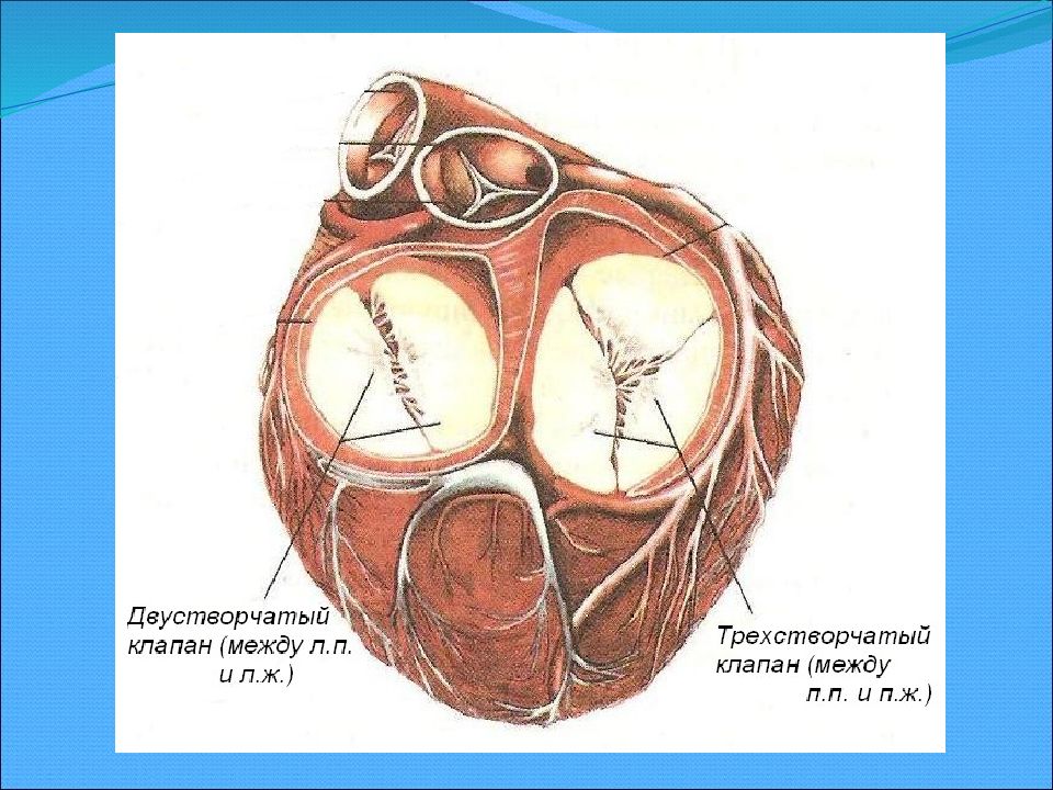 Пластика трикуспидального клапана