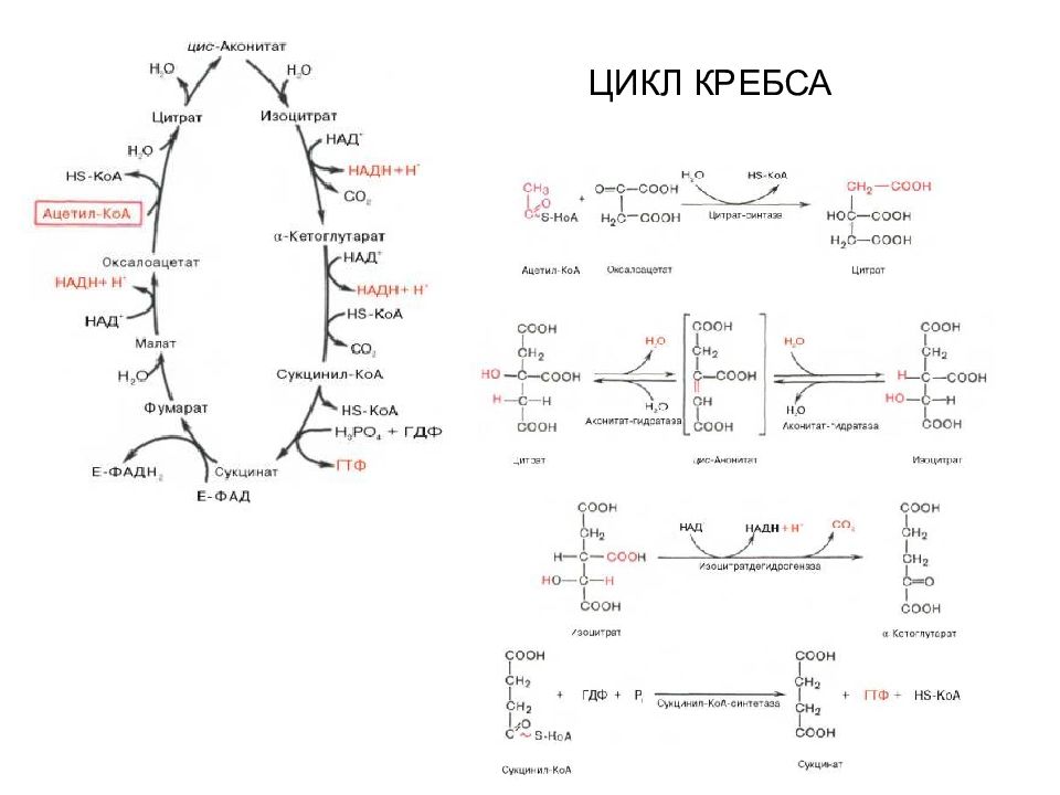 Цикл кребса. Цикл Кребса биохимия стишок. Стих для запоминания цикла Кребса. Цикл Кребса изоцитрат. Цикл Кребса запоминалка.