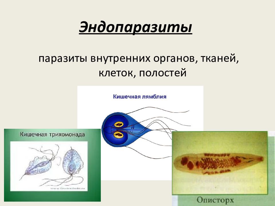 Строение внутренних паразитов. Эндопаразиты и эктопаразиты. Тканевые эндопаразиты примеры. Эндопаразиты человека примеры.