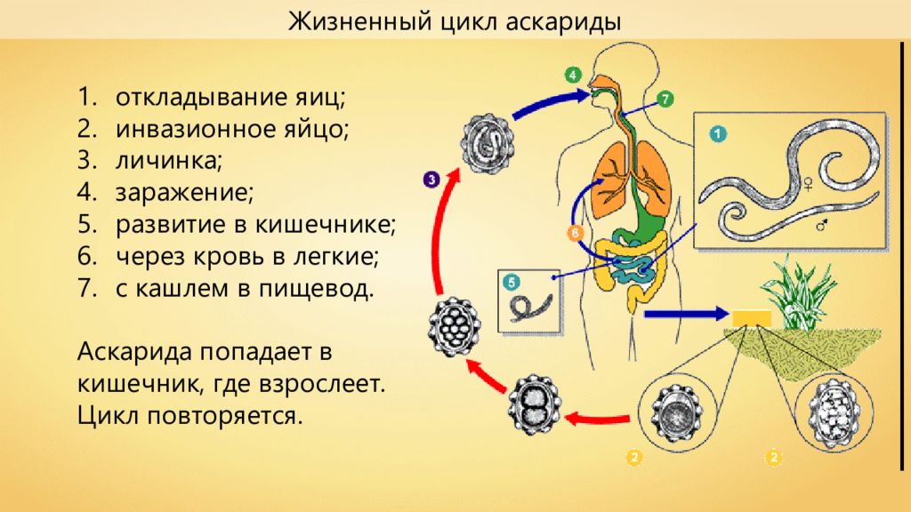 Жизненный цикл круглых червей схема