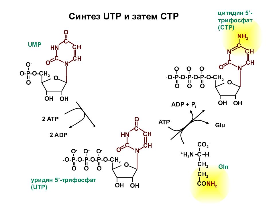 Синтез 5. Цитидин 5 трифосфат формула. Уридин 5 трифосфат гидролиз. Цитидин-5,5- дифосфат. Синтез циьидин три фосфат.