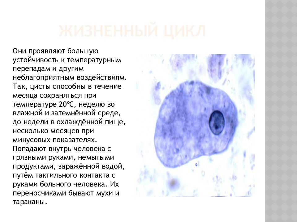 Дизентерийная амеба систематика. Цикл дизентерийной амебы рисунок. Морфология жизненный цикл дизентерийной амебы. Жизненный цикл дизентерийной амебы схема. Дизентерийная амеба микроскоп.