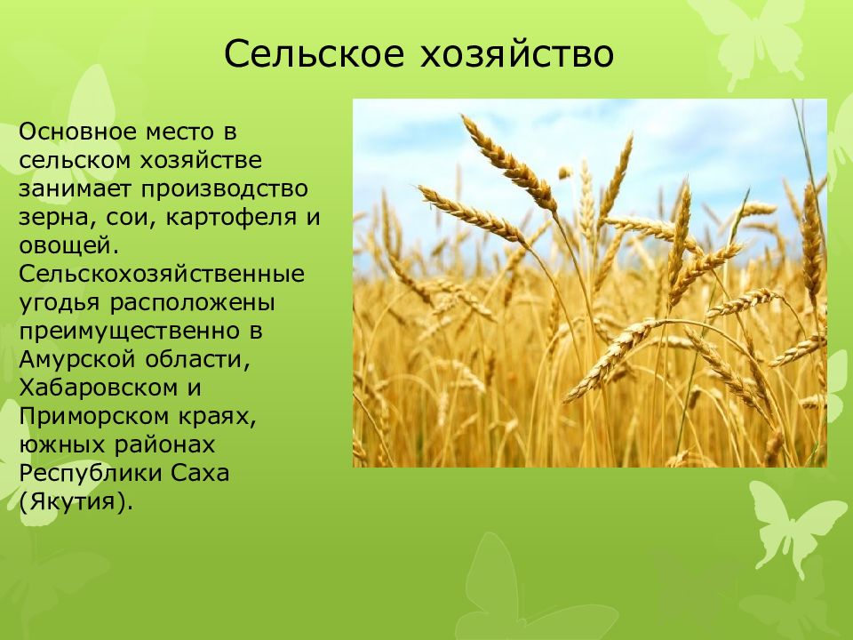 Приморский край хозяйство. Сельское хозяйство Амурской области презентация. Растениеводство Амурской области. Растениеводство в Приморском крае. Растениеводство в Хабаровском крае.