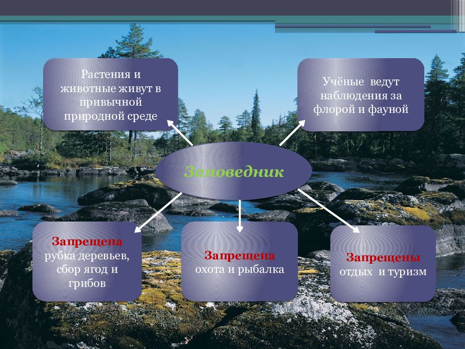 Презентация по биологии заповедники беларуси