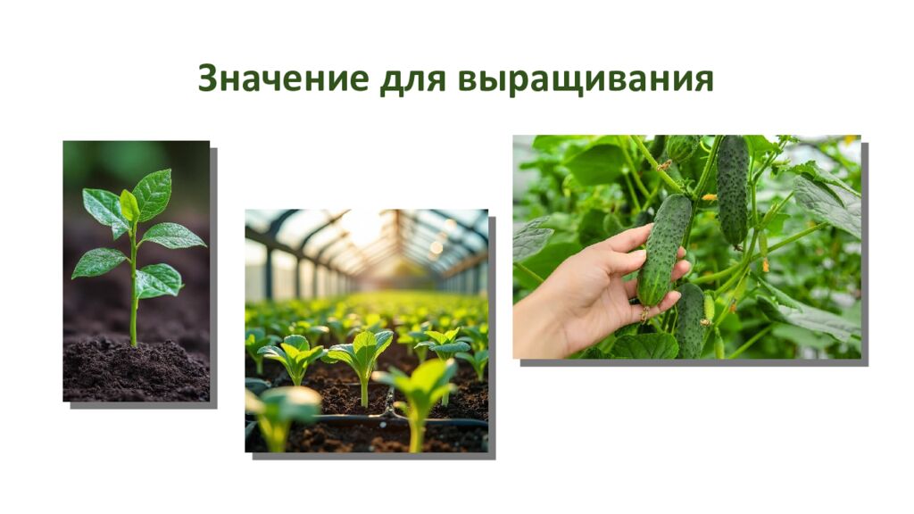 Значение для выращивания