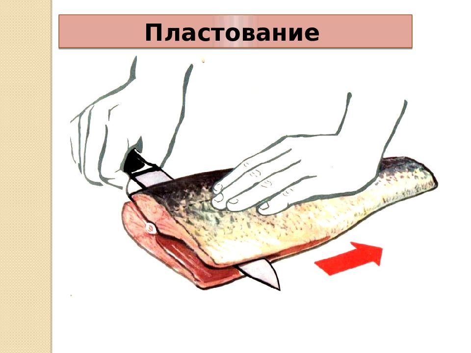 Методы обработки рыбы. Схема разделки Бесчешуйчатой рыбы. Обработка рыбы на филе пластование. Механическая кулинарная обработка чешуйчатой рыбы. Обработка разделка чешуйчатой рыбы.