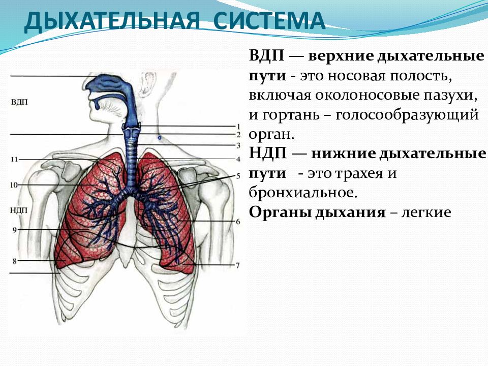 Презентация анатомия и физиология органов дыхания