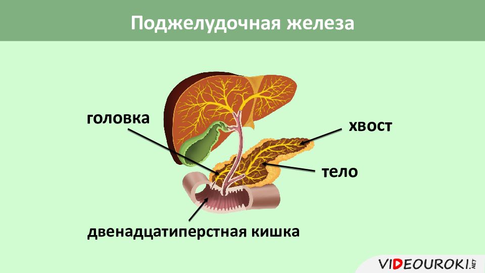 Увеличение поджелудочного хвоста