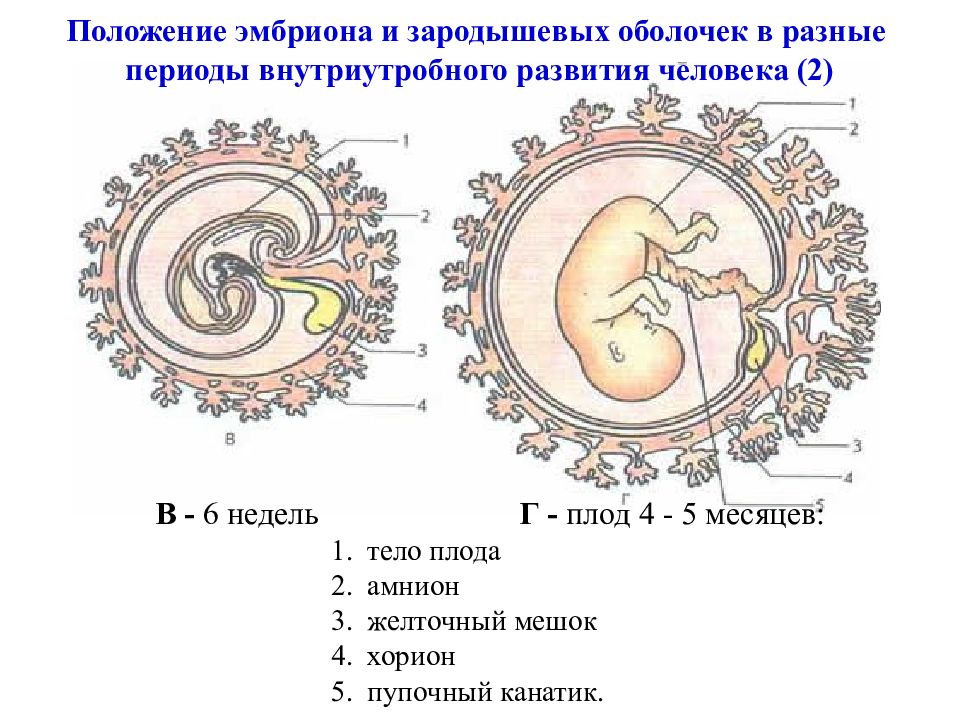 Схема развития эмбриона