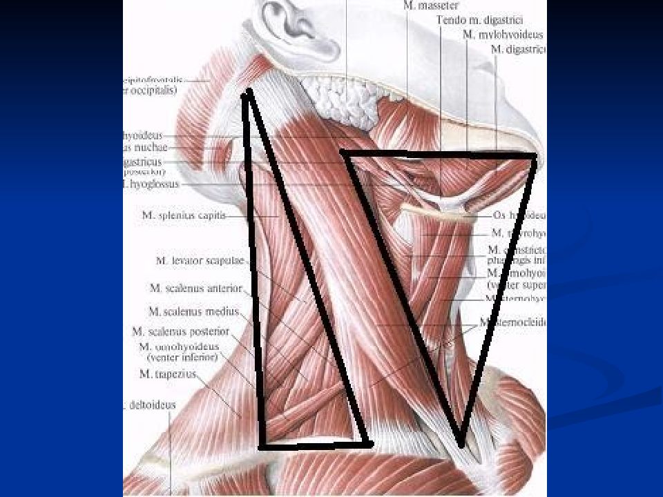 Треугольники шеи топографическая анатомия схема