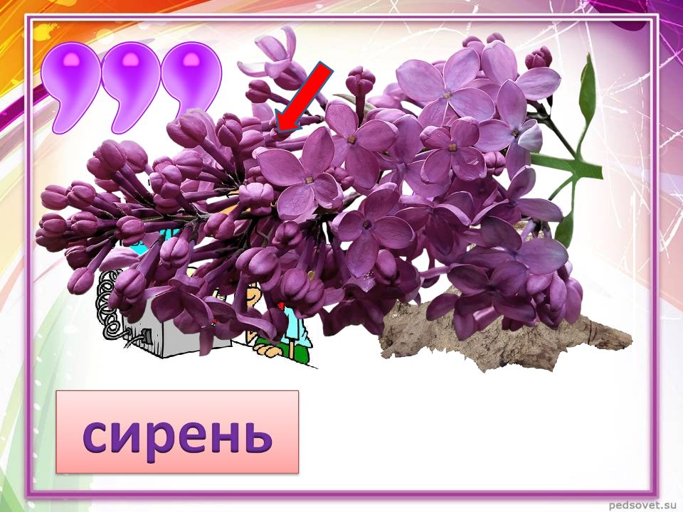 Сирень текс. Сирень для презентации. Сирень слайды для презентации