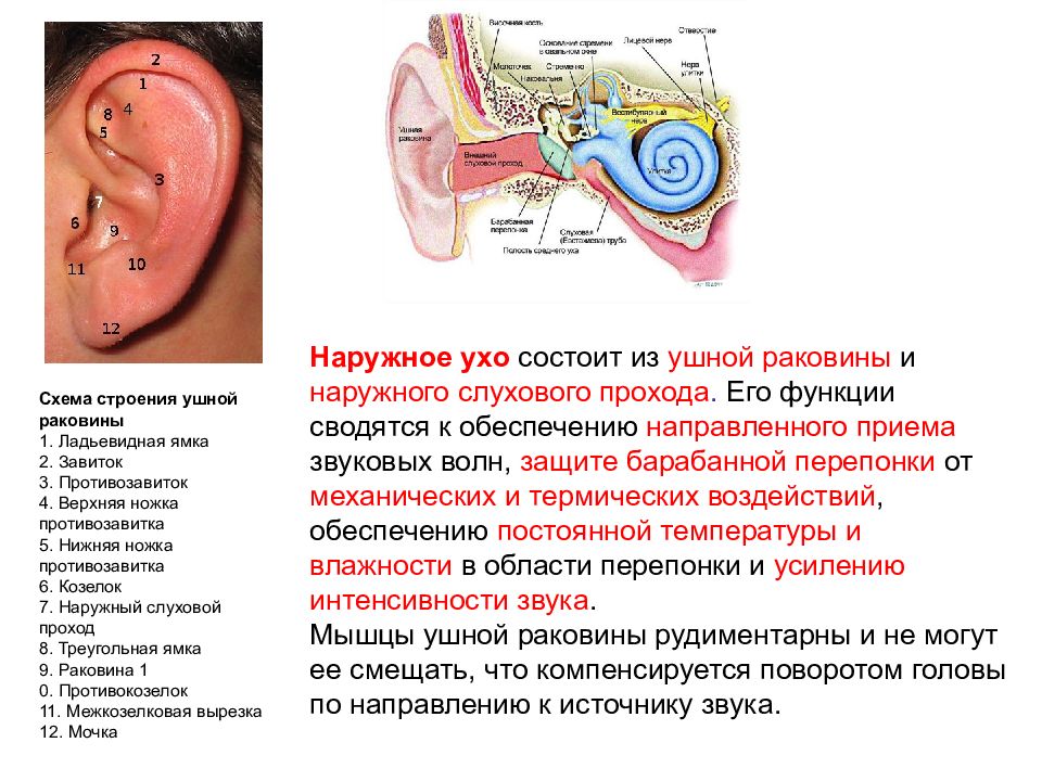 Что такое ушная раковина. Противозавиток ушной раковины анатомия. Строение ушной раковины новорожденного. Наружное ухо состоит из ушной раковины и наружного слухового прохода. Строение слуховой сенсорной системы.