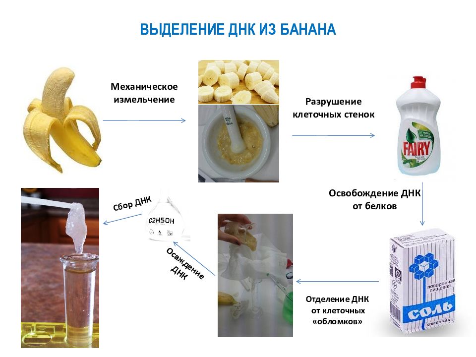 Выделение днк. Выделение ДНК из банана. Выделение ДНК из банана лабораторная по биологии. Лабораторная работа выделение ДНК из банана. Этапы выделения ДНК.