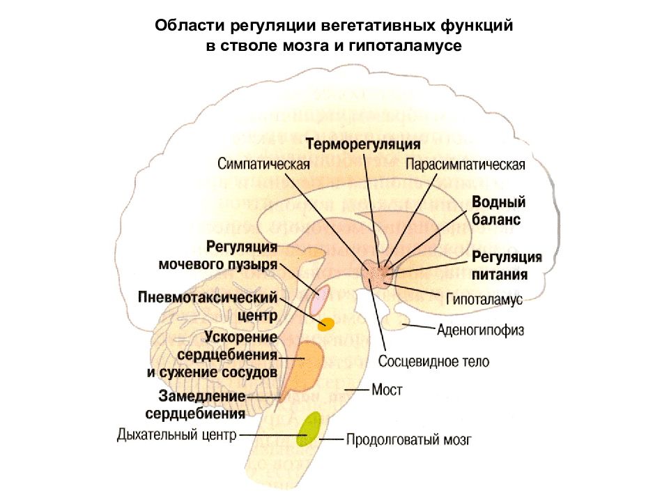 Регуляция вегетативной нервной системой гипоталамусом заполните структурно логическую схему