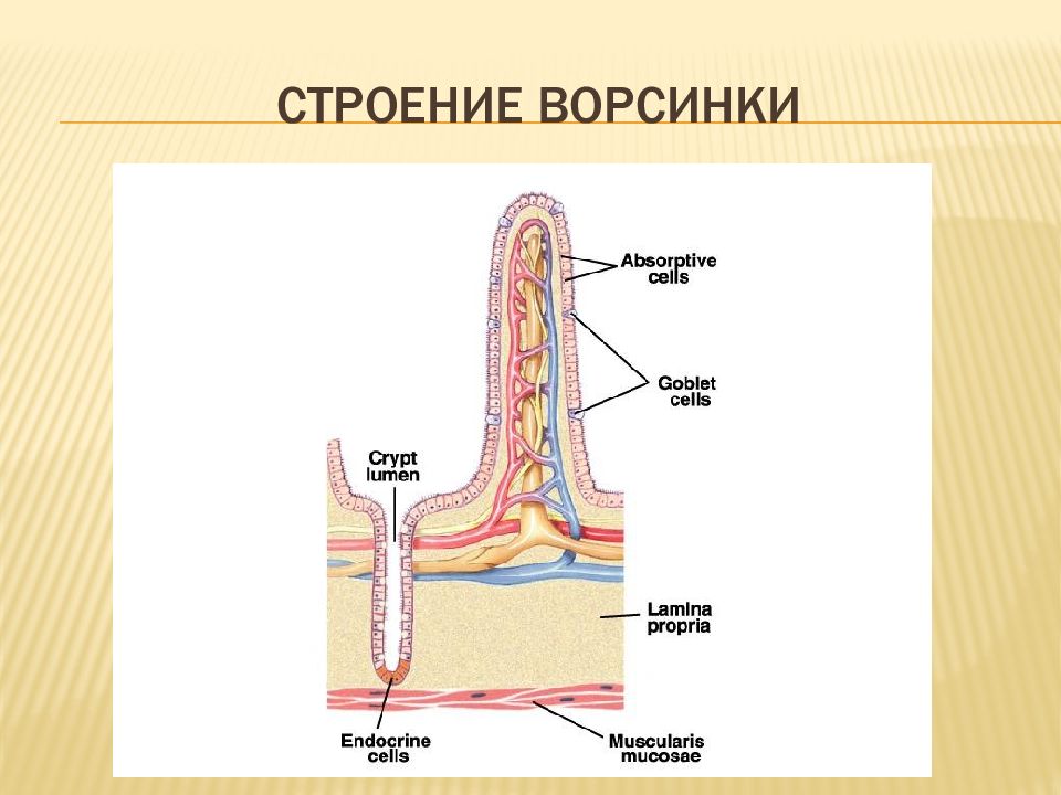 Ворсинка тонкого кишечника рисунок