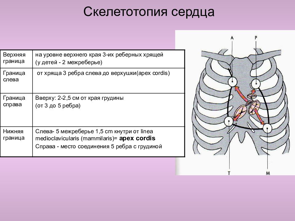 Синтопия скелетотопия