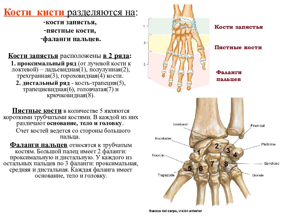 Пальцы кисти функция. Строение кисти гороховидная кость. Кости кисти лучезапястный сустав. Лучезапястный сустав анатомия строение. Лучезапястный сустав гороховидная кость.