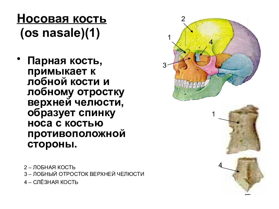 Лобная кость отростки. Носовая кость черепа анатомия. Носовая кость вид сбоку. Носовые отростки лобных костей. Лобный отросток лобной челюсти.