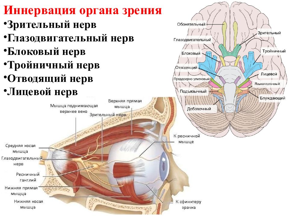 Глазодвигательный нерв мышцы. Отводящий нерв. Отводящий нерв анатомия. Глазодвигательный нерв. Глазодвигательный блоковый и отводящий нервы.