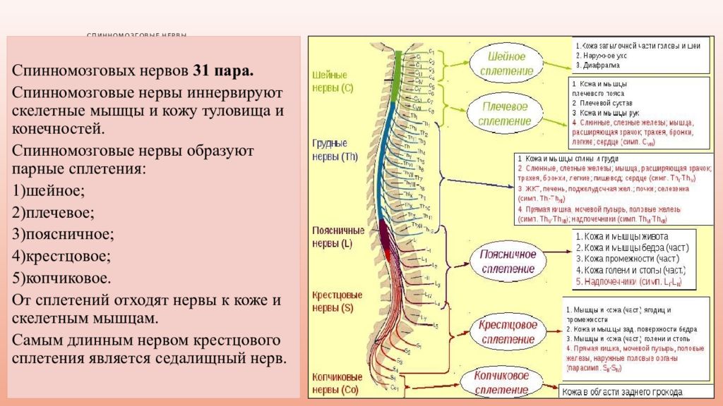 От спинного мозга отходит 31 пара. Сплетения спинномозговых нервов схема. Сплетения спинного мозга таблица. Сплетения спинномозговых нервов анатомия. Шейное и поясничное утолщение спинного мозга.