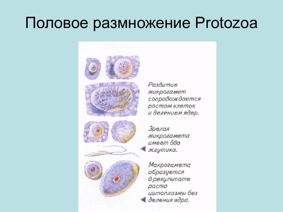 Основные уровни организации многоклеточного. Размножение одноклеточных и многоклеточных организмов. Половое размножение одноклеточных. Как размножаются одноклеточные. Половое размножение многоклеточных животных.