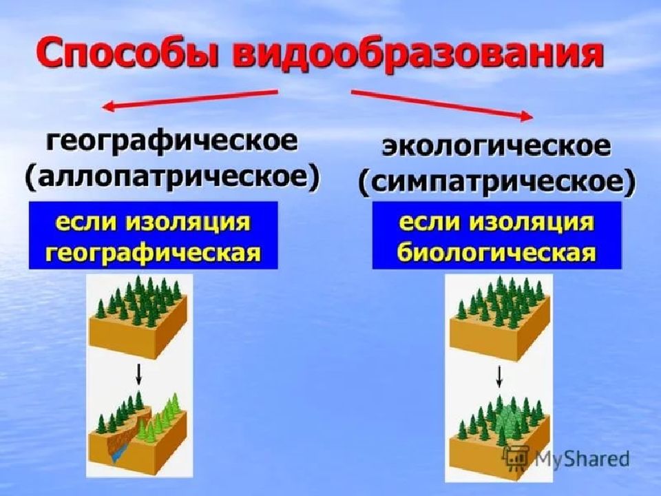 Видообразование как результат эволюции презентация 11 класс