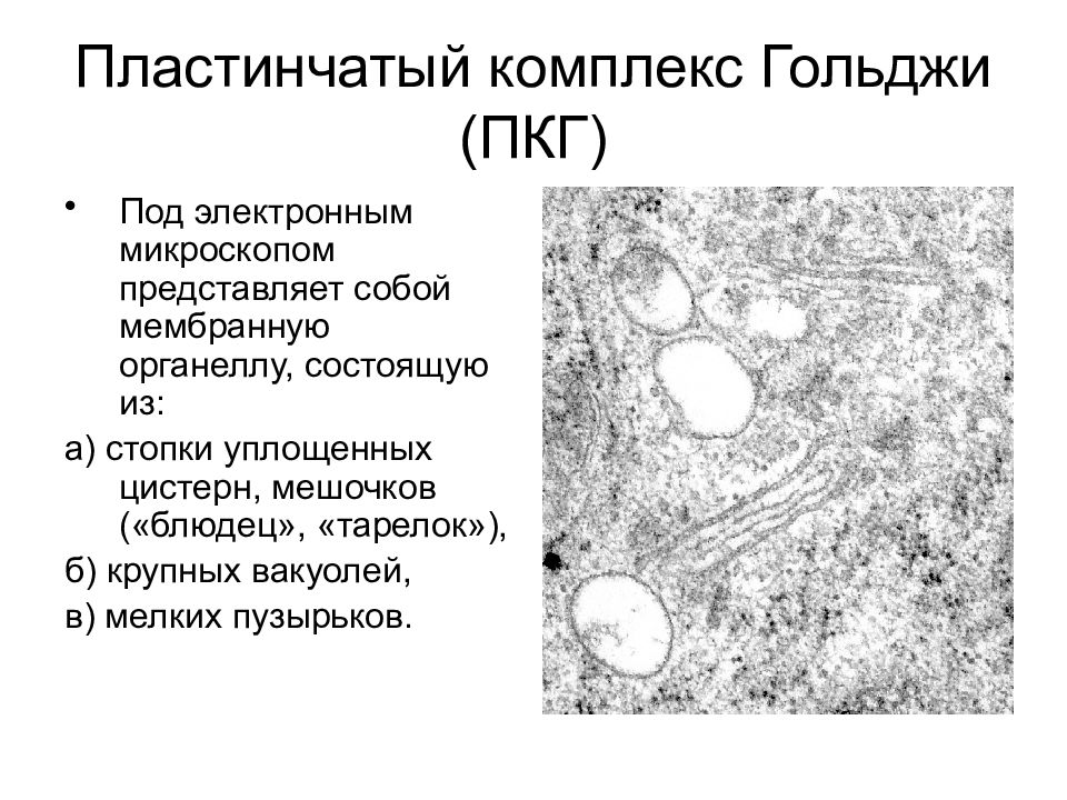 Пластинчатый комплекс