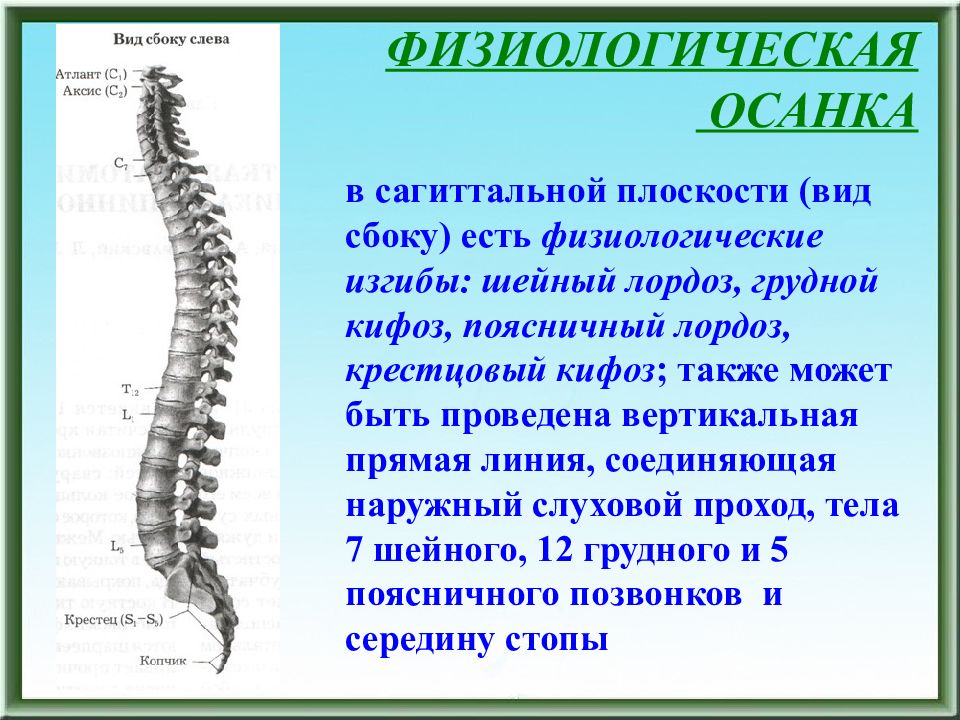 Позвоночник человека в норме имеет изгибы. Нормальный позвоночник вид сбоку. Физиологические изгибы осанки. Изгибы позвоночника в сагиттальной плоскости. Физиологическая осанка это.