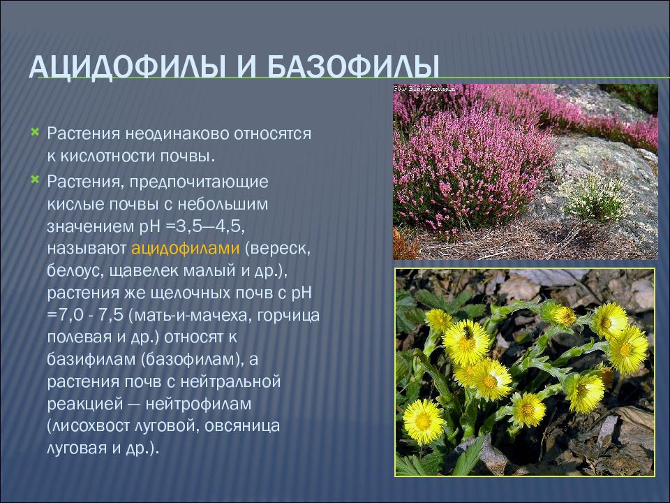 Какие цветы к отношениям. Растения кислых почв. Ацидофилы растения. Ацидофилы и базофилы растения. Растения индикаторы.