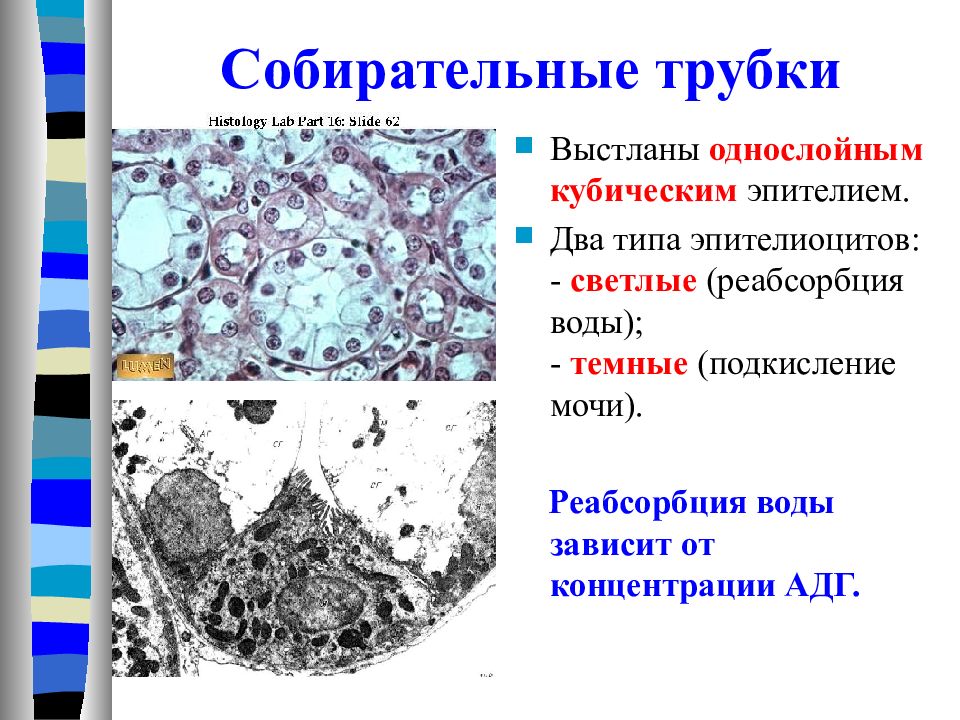 Стенку собирательной трубочки образует следующая разновидность эпителия