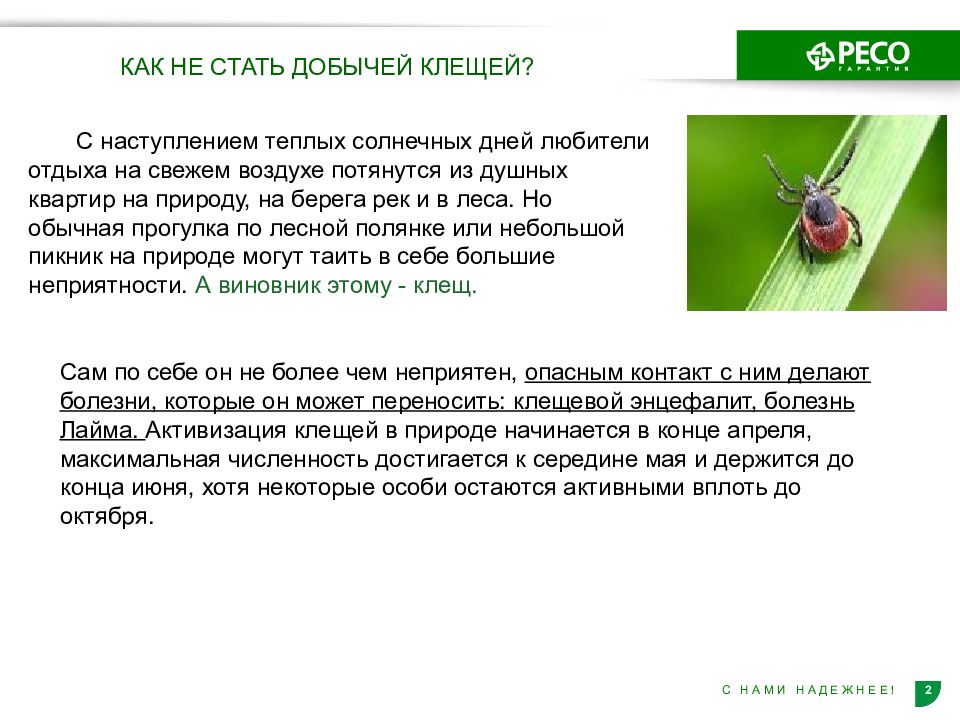 Чем опасен клещ. Чем опасны клещи для человека кратко. Интересные факты про клещей. Чем опасны клещи для человека кратко и понятно.