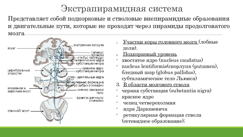 Экстрапирамидная система неврология презентация