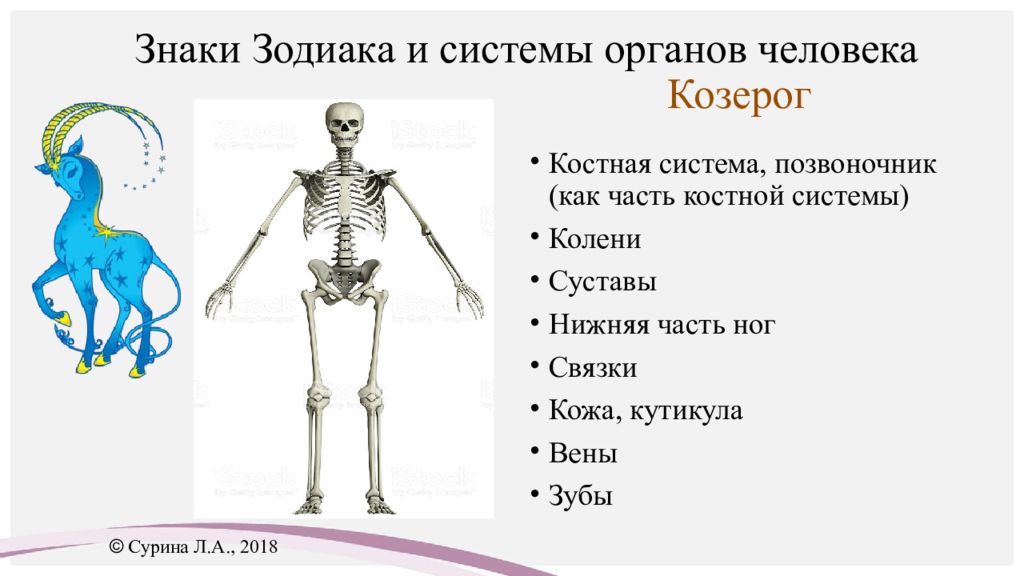 Знаки органов. Знаки зодиака и части тела. Знаки зодиака и органы человека. Части тела гороскоп. Части тела по знакам зодиака.