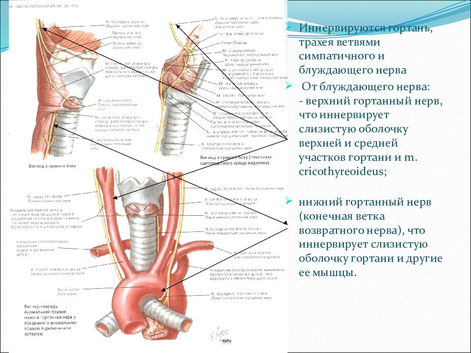 Нерв глотки. Блуждающий нерв топографическая анатомия. Анатомия гортани кровоснабжение и иннервация. Блуждающий нерв анатомия топография. Нижний гортанный нерв топография.