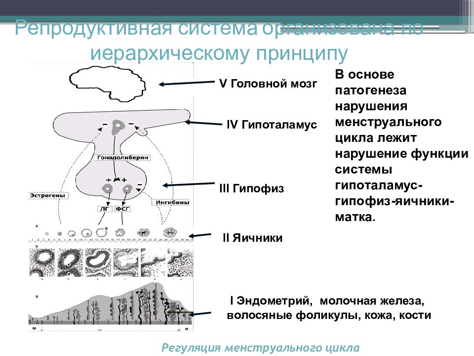 Регуляция менструационного цикла схема