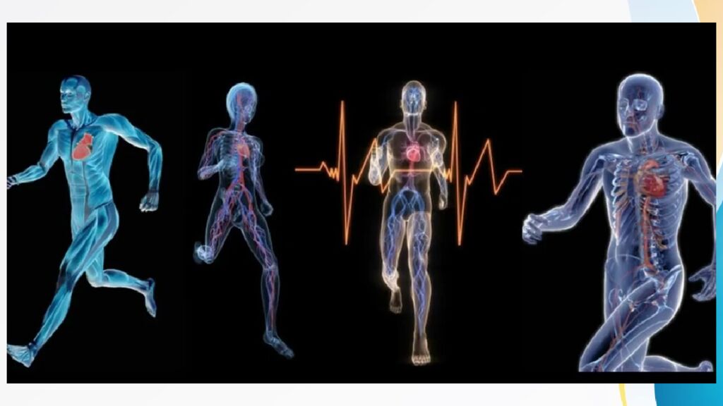 Адаптация. Срочная адаптация. Долговременная адаптация