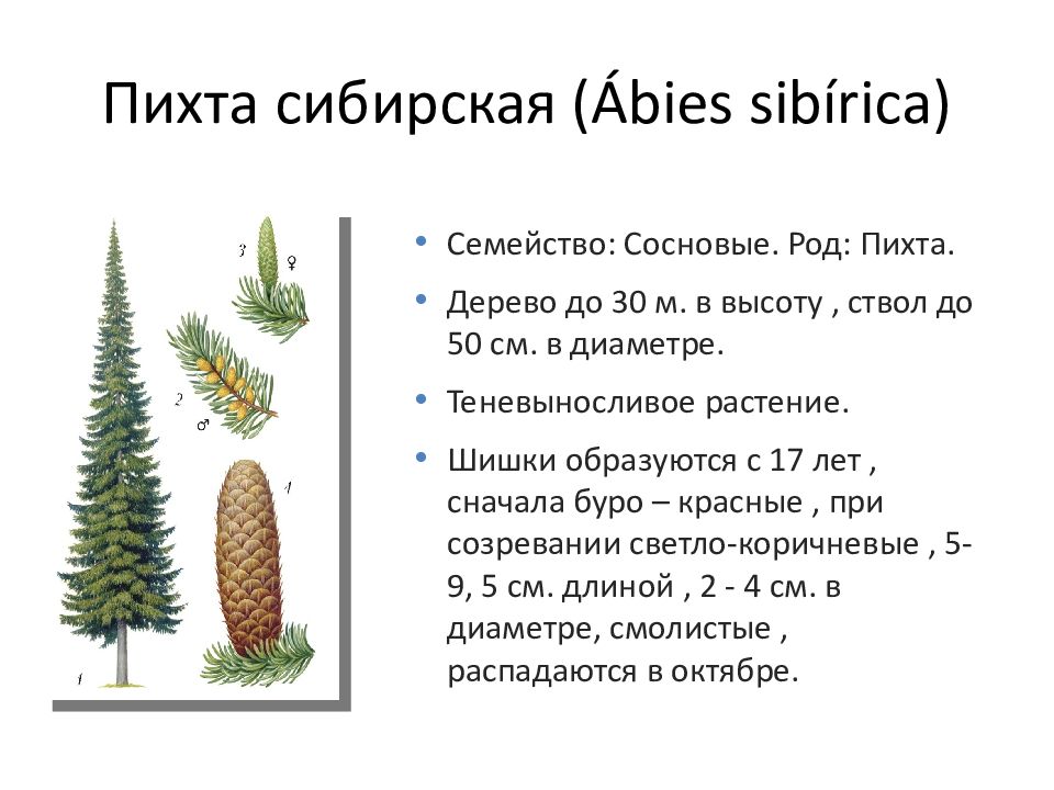 Диаметр пихты. Пихта Сибирская описание рост. Пихта Сибирская высота. Пихта Сибирская строение. Диаметр пихты сибирской.